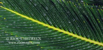 Palm 